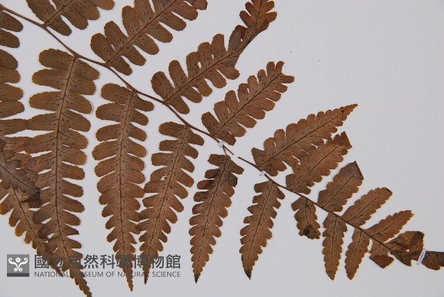 黑葉貞蕨藏品圖，第3張