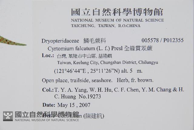 全緣貫眾蕨藏品圖，第2張