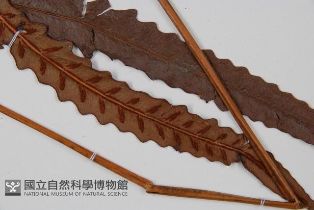 崇澍蕨藏品圖，第3張