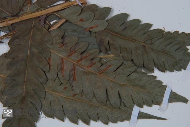 日本狗脊蕨藏品圖，第3張