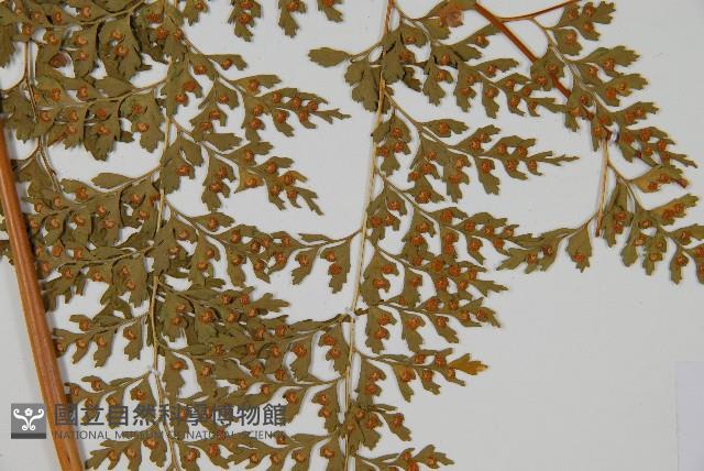 大膜蓋蕨藏品圖，第6張