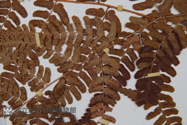 闊鱗鱗毛蕨藏品圖，第3張