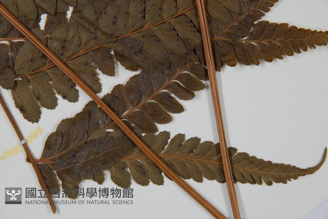 羽葉鱗蓋蕨藏品圖，第3張