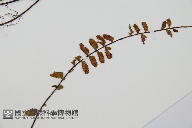 鐵角蕨藏品圖，第3張