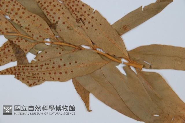 狹葉貫眾蕨藏品圖，第3張