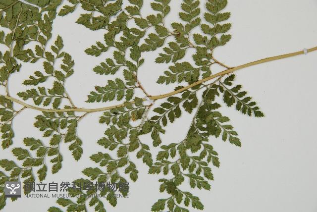 臺灣兩面複葉耳蕨藏品圖，第3張