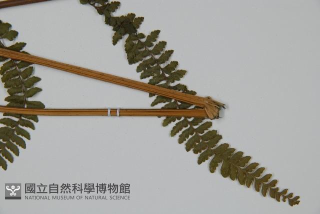 亞粗毛鱗蓋蕨藏品圖，第3張