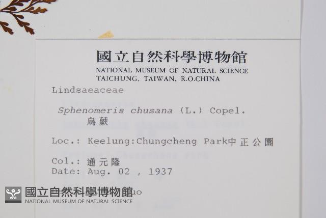 烏蕨藏品圖，第2張