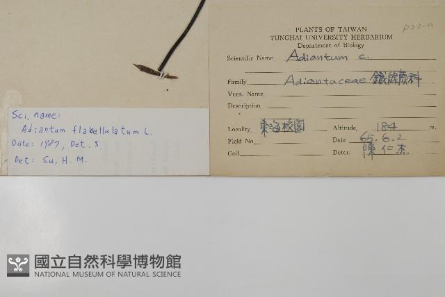 扇葉鐵線蕨藏品圖，第2張