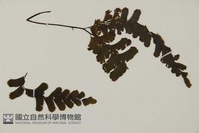 長尾鐵線蕨藏品圖，第3張
