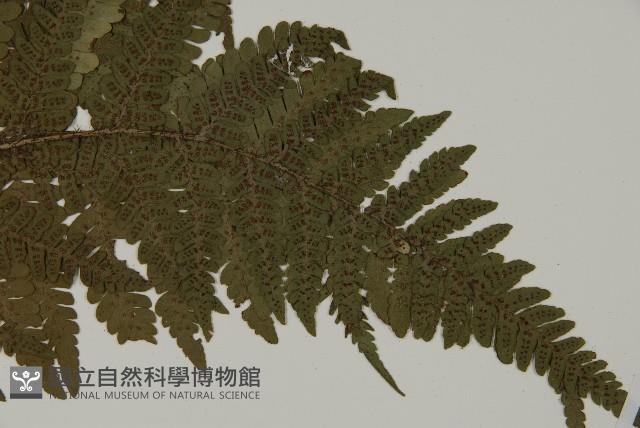 愛德氏肋毛蕨藏品圖，第3張