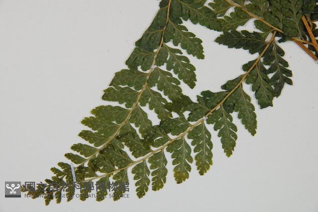 毛囊鱗蓋蕨藏品圖，第3張