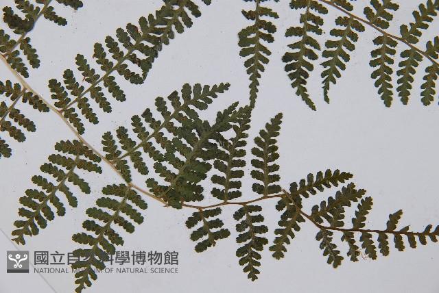 假冷蕨藏品圖，第3張