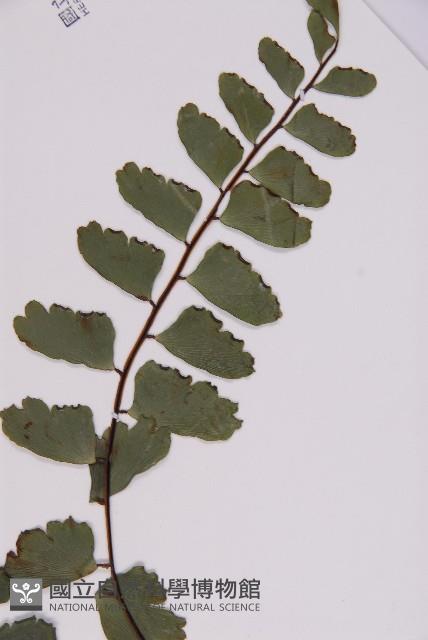 登錄號:P009855藏品圖，第3張