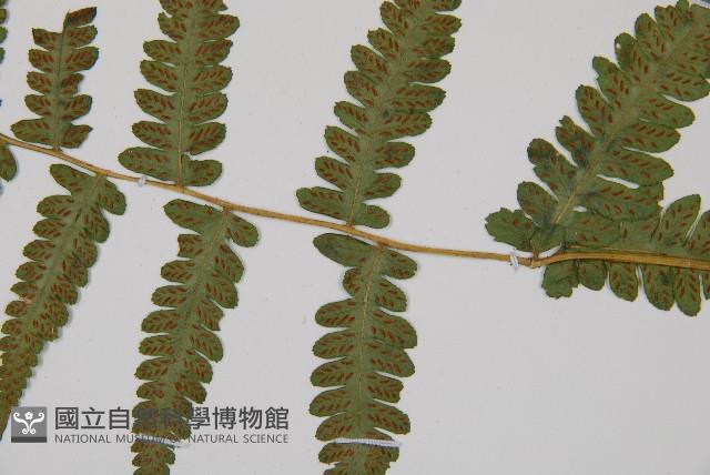 東洋蹄蓋蕨藏品圖，第3張