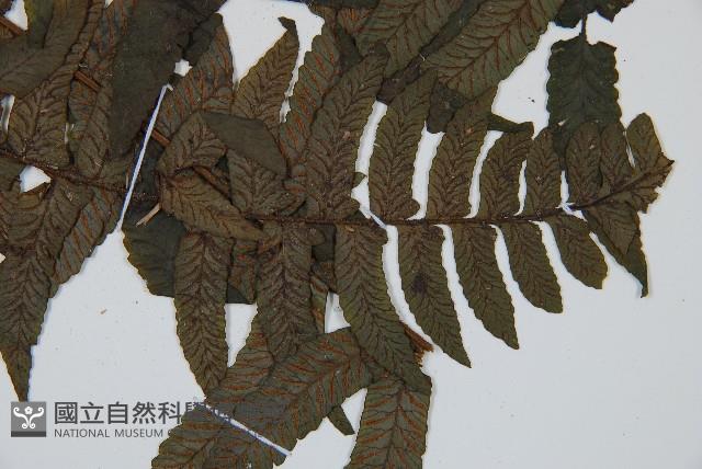 毛柄蹄蓋蕨藏品圖，第3張