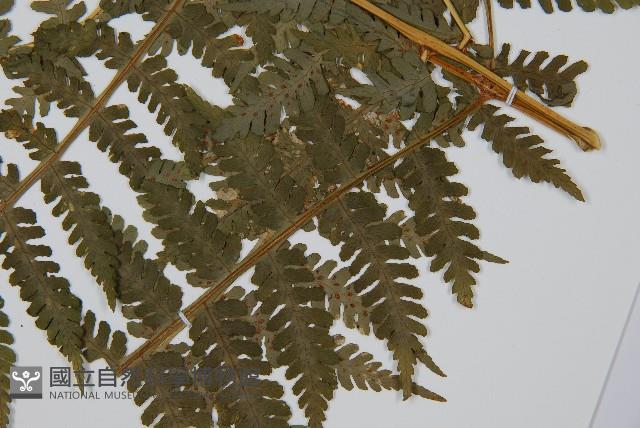 東北角蕨藏品圖，第3張