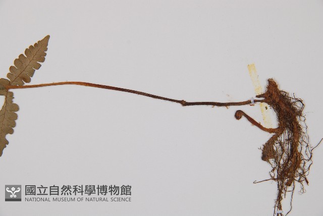 登錄號:P000255藏品圖，第3張