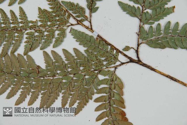 細葉複葉耳蕨藏品圖，第3張