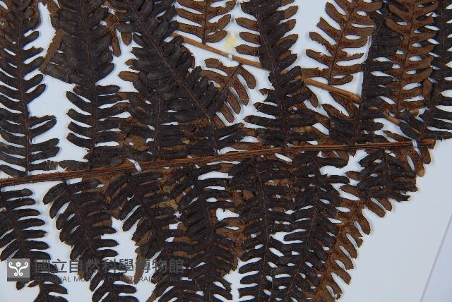 臺灣桫欏藏品圖，第3張