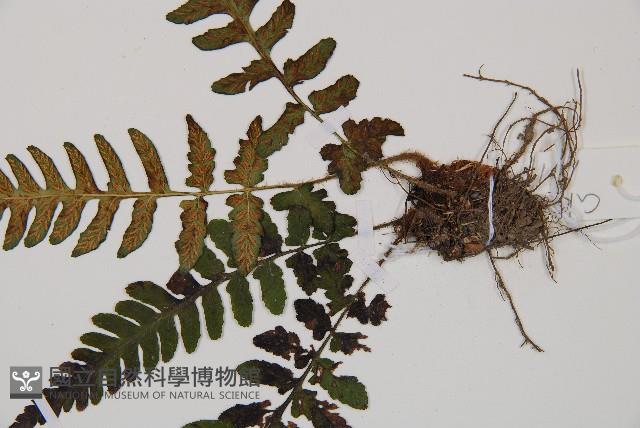 假蹄蓋蕨、東洋蹄蓋蕨藏品圖，第3張