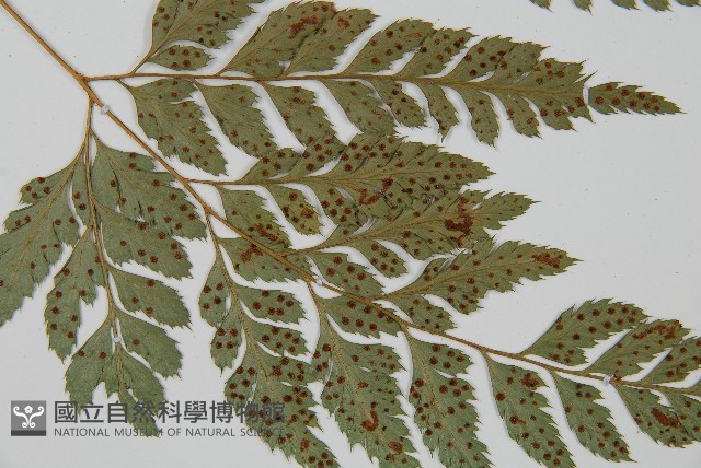 小葉複葉耳蕨藏品圖，第3張