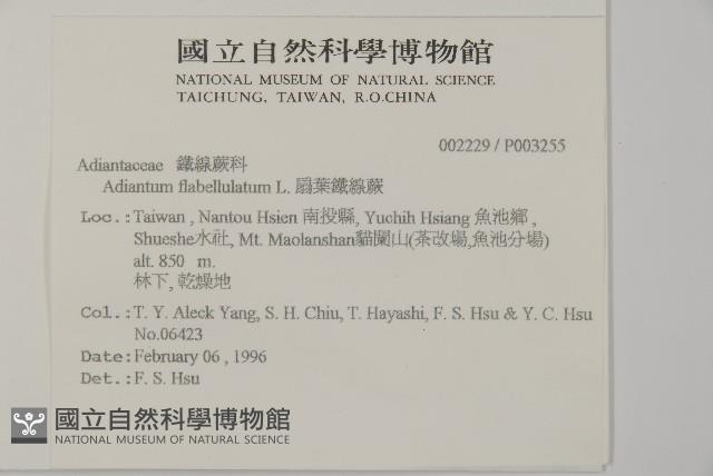 扇葉鐵線蕨藏品圖，第2張