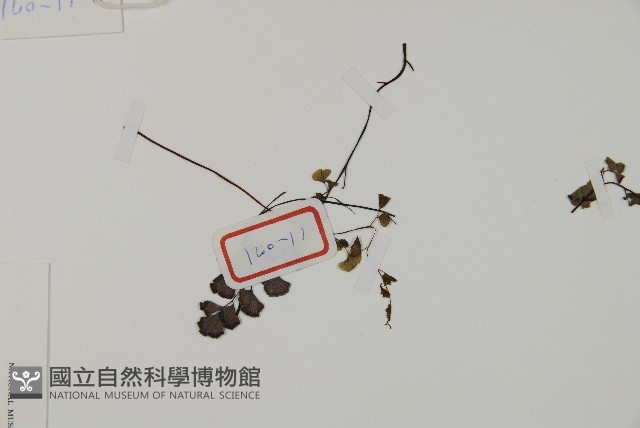 鐵線蕨藏品圖，第3張