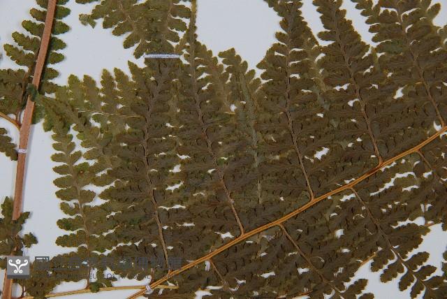 刺柄碗蕨藏品圖，第3張