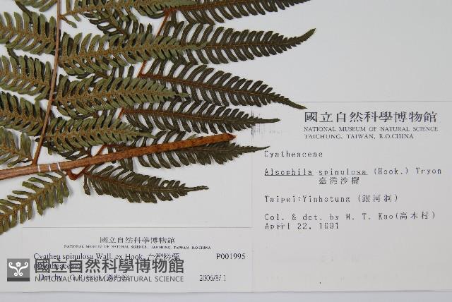 台灣桫欏藏品圖，第2張