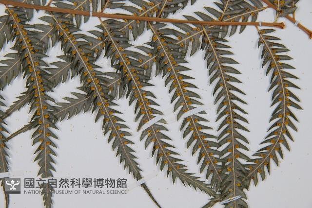 金狗毛蕨藏品圖，第6張