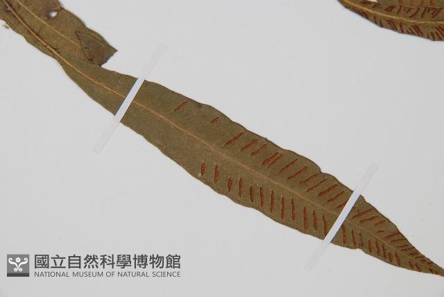 單葉雙蓋蕨藏品圖，第3張