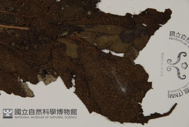 傅氏三叉蕨藏品圖，第3張