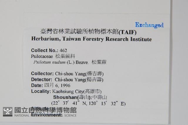 松葉蕨藏品圖，第2張
