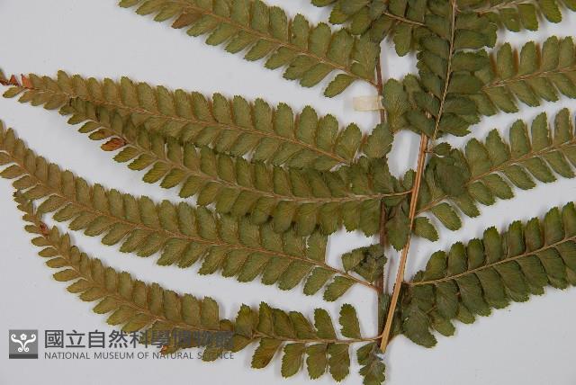 粗毛鱗蓋蕨藏品圖，第3張