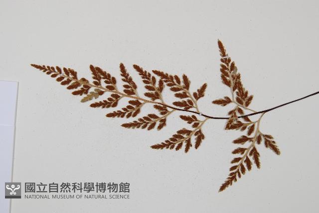 威氏鐵角蕨藏品圖，第3張