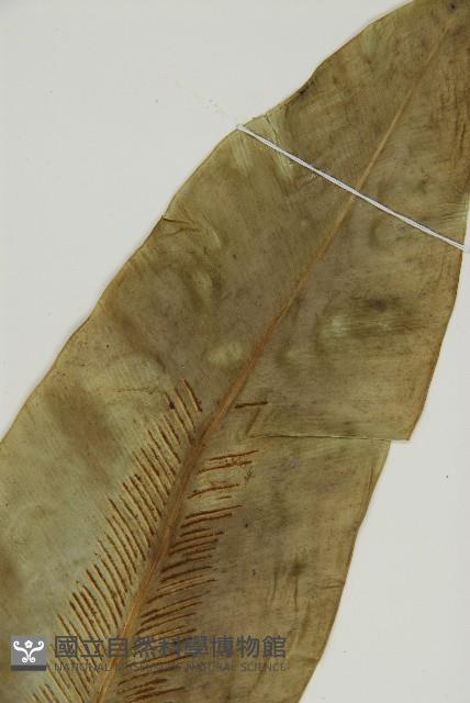 臺灣山蘇花藏品圖，第3張