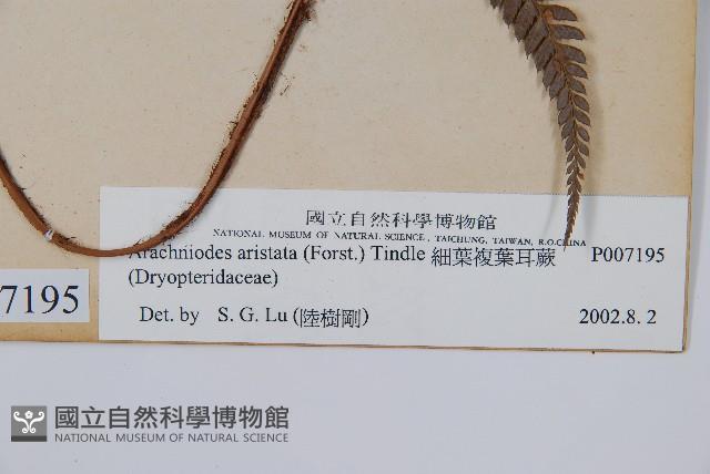 細葉複葉耳蕨藏品圖，第3張