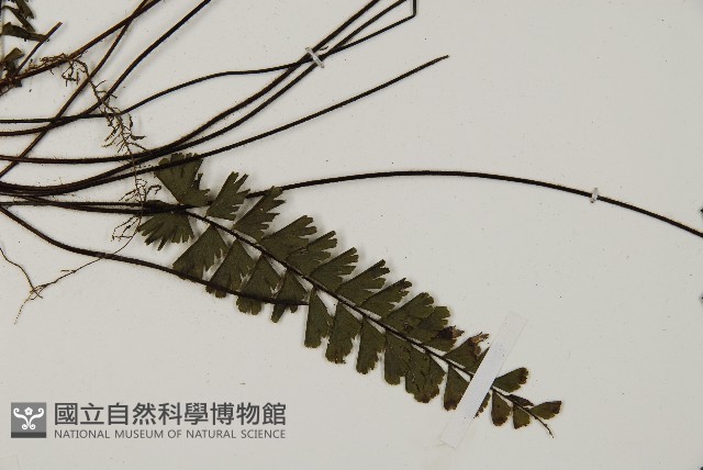 馬來鐵線蕨藏品圖，第6張