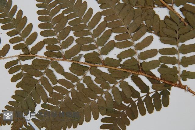 闊鱗鱗毛蕨藏品圖，第3張