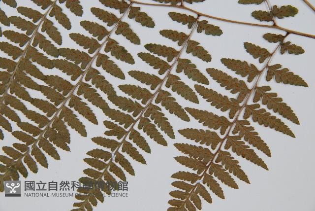 山蹄蓋蕨藏品圖，第3張