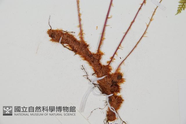 台灣小膜蓋蕨藏品圖，第3張