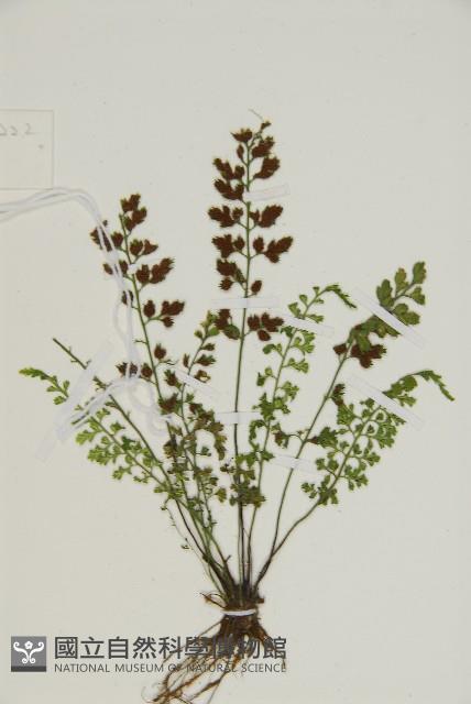 姬鐵角蕨藏品圖，第6張