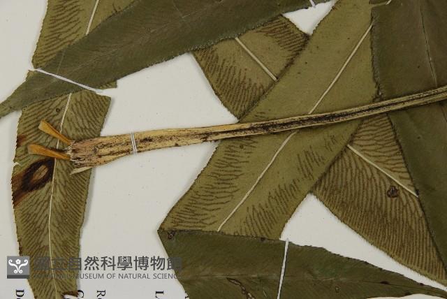 日本鳳丫蕨藏品圖，第3張