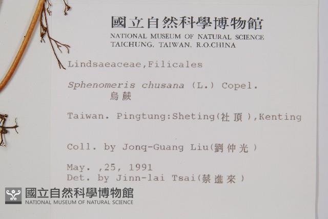 烏蕨藏品圖，第2張