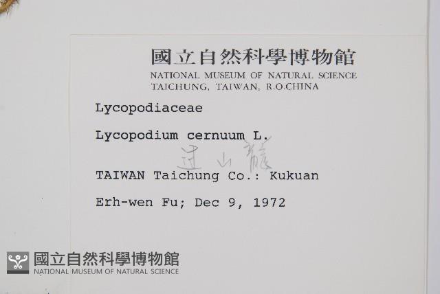 過山龍藏品圖，第2張