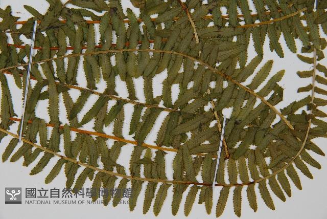 岩穴蕨藏品圖，第3張