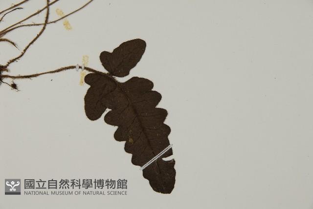 地耳蕨藏品圖，第3張