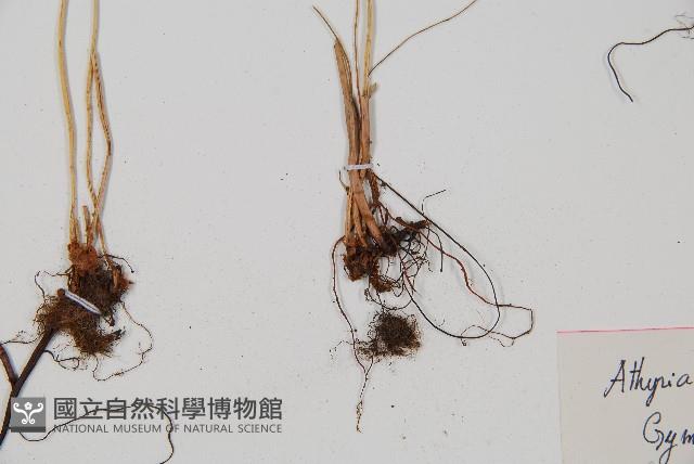 羽節蕨藏品圖，第3張