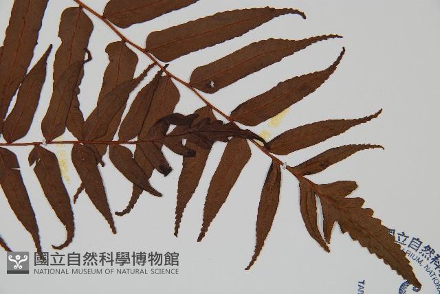 黑桫蕨藏品圖，第3張